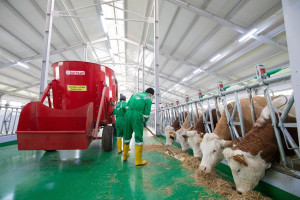 Qobustan Heyvandarlıq Nümayiş Kompleksində xarici cins Simmental inəklərinin satışına başlanılıb  
