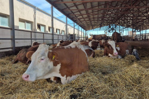 Kənd təsərrüfatı nazirinin müavini İlhamə Qədimova Xızıda vətəndaşları qəbul edib, fermerlərlə görüşüb