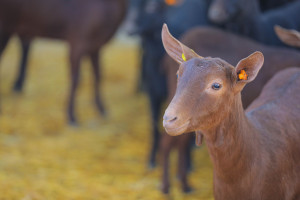 Qobustan Heyvandarlıq Kompleksində ölkəyə ilk dəfə gətirilən xarici cins “Murciana” keçilərinin satışına başlanılıb