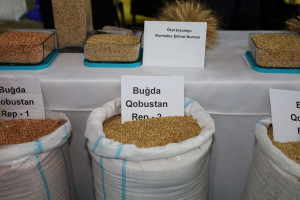 Qusar rayonunda Aqrar Biznes Festivalı və toxum sərgi-satış yarmarkası keçirilib