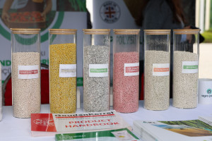 Saatlıda Aqrar Biznes və “Pambıq” festivalları keçirilib
