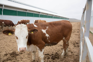 Qobustan Heyvandarlıq Nümayiş Kompleksində xarici cins Simmental inəklərinin satışına başlanılıb  