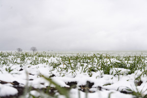 “İvanovka Aqropark”a qeydiyyat şəhadətnaməsi təqdim edilib