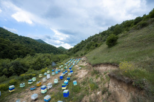Kəlbəcər yaylaqlarına qoyunçuluq və arıçılıq təsərrüfatları köçürülüb