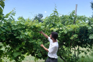 Aqrar sığorta eksperti olmaq istəyənlər üçün növbəti təlimlər keçirilib
