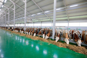 Qobustan Heyvandarlıq Nümayiş Kompleksində xarici cins Simmental inəklərinin satışına başlanılıb  