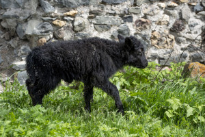 Laçında yerləşən yak təsərrüfatında 28 buzov doğulub
