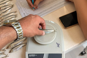 Xəzər dənizində balıq ehtiyatlarının elmi əsaslarla öyrənilməsi məqsədilə laborator təhlillərə başlanıb