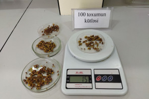Nadir yerli üzüm sortlarının genetik əlamətləri müasir laborator üsullarla təyin edilir