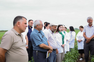 Sabirabadda fermerlər üçün pambıqçılıq üzrə maarifləndirici sahə görüşü keçirilib