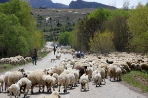 Heyvanların yaylaqlara necə aparmalı?- Fermerlərə tövsiyə