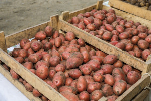 Cəlilabadda “Kartofçuluq üzrə toxum, texnika sərgi-satış yarmarkası” keçirilib