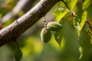 “Aqroservis” ASC-nin İdarə Heyətinin sədri Mehman Veysəlov Bərdədə vətəndaşları qəbul edib, təsərrüfatlara baş çəkib