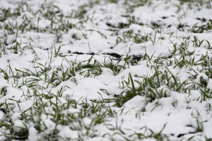 “İvanovka Aqropark”a qeydiyyat şəhadətnaməsi təqdim edilib