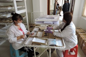 Qax Damazlıq İpəkçilik Stansiyasında 17 min 250 qutu ipəkqurdu toxumu inkubasiyaya qoyulub 