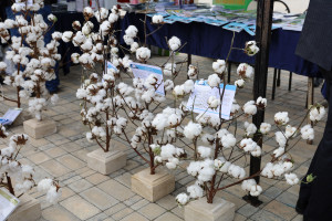 Saatlıda Aqrar Biznes və “Pambıq” festivalları keçirilib