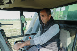 Tədarük məntəqələrinə 150 min tona yaxın pambıq təhvil verilib