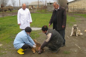 Gələn həftədən Astarada bu ilin epizootik tədbirlərinə başlanılacaq