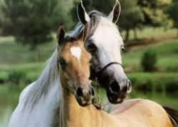 Horse breeding